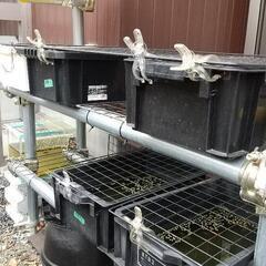 メダカ飼育棚