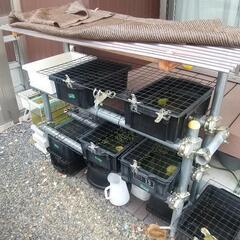 メダカ飼育棚の画像