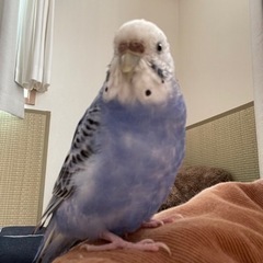 逃げたインコを探しています
