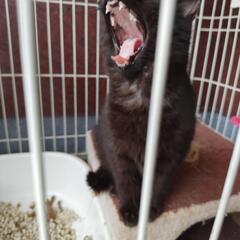 助けを求めて来た保護子猫