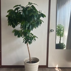 引取先決定品！