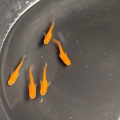 メダカ（めだか）楊貴妃　若魚5匹