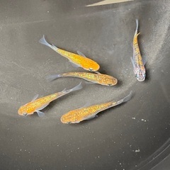 メダカ（めだか）ラメ系メダカ　5匹