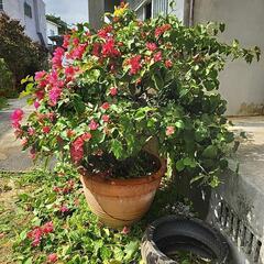 生活雑貨 家庭用品 ガーデニングの画像