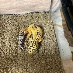 里親募集　ヒャウモントカゲモドキ　1才半