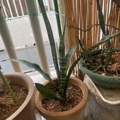 サンスベリア　虎の尾