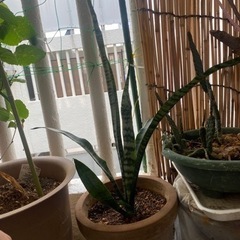 サンスベリア　虎の尾の画像