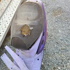 ホンダディオ ZXの画像