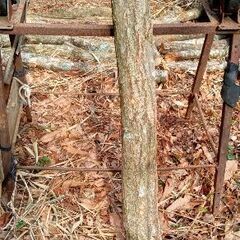 椎茸栽培　椎茸原木　菌打ち済みの画像