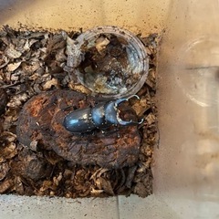 コクワガタ