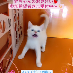 4/6(土)譲渡会♪1月生スコティッシュストレート♂レッドポイン...
