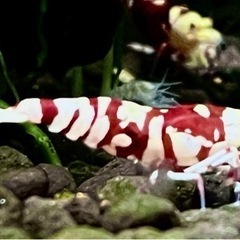 初出品❗️ ハイグレード タイガーシュリンプ（太極）【1匹】〜取引継続中〜の画像