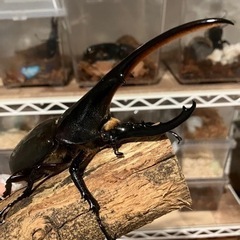 ヘラクレスオオカブト（おまけニジイロクワガタのミニ雄付）