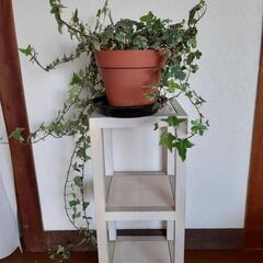 【取引中】アイビー　鉢植えの画像