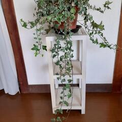 【取引中】アイビー　鉢植えの画像