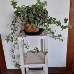 【取引中】アイビー　鉢植えの画像