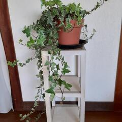 【取引中】アイビー　鉢植えの画像