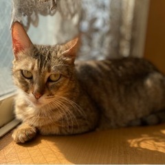 成猫ですが、とても人懐こいキジトラちゃん