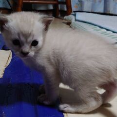 お迎え待ってるニャ【ホワイト女の子】妊娠した野良猫を保護→出産