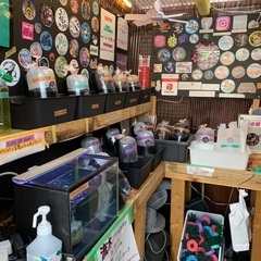 【五桜メダカ】 3月18日　横須賀めだか無人販売