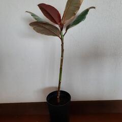 【取引中】ゴムの木　観葉植物　寄せ植えに