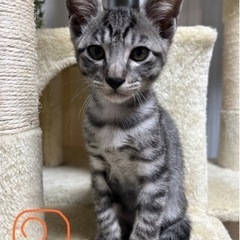 子猫里親募集