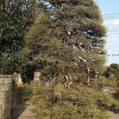 庭木