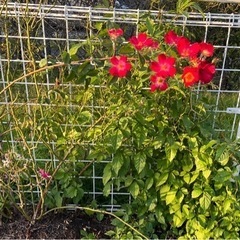 🌷フラワー好き集まれ🌷