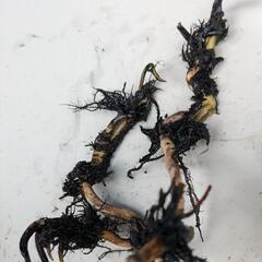 《残り１個》茶碗蓮(喜上眉梢)の蓮根