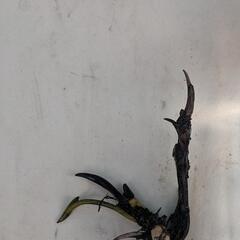 《残りわずか》茶碗蓮(小舞妃)の蓮根