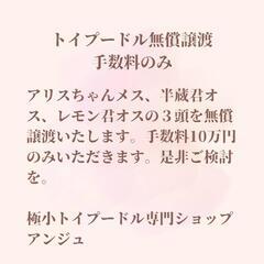 トイプードル無償譲渡　手数料のみ
