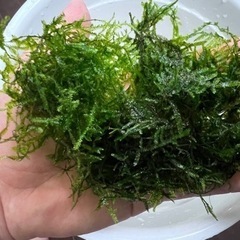 ジャイアント南米ウィローモスの画像