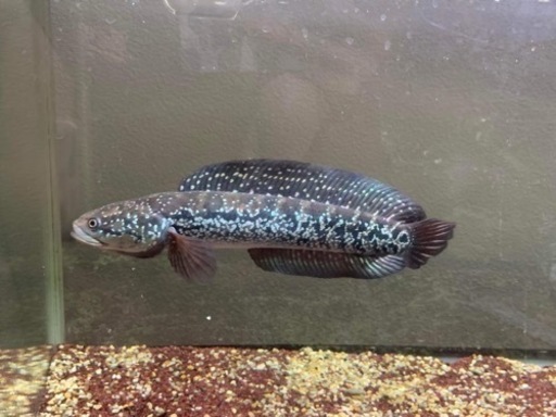 熱帯魚　水槽