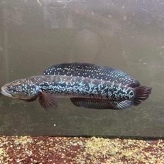 熱帯魚　水槽