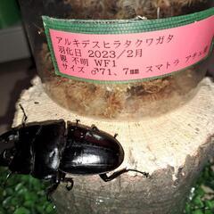 アルキデスヒラタクワガタ♂