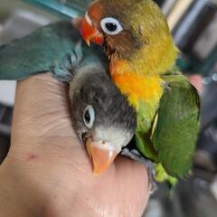 ヤエザクラ、コザクラ、ボタンインコいます