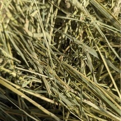 【再入荷・競走馬用】USA産1番刈りプレミアムチモシーの画像