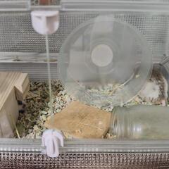 ヤワゲネズミ(ペア)