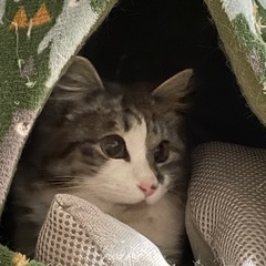 可愛いニャンズ親子たち🩷🩷🩷是非、家猫に迎えてあげて🙇‍♀️🙏