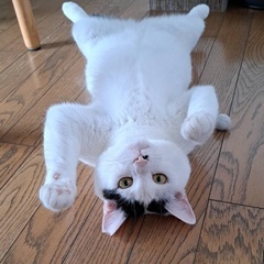 人が大好きな白黒猫ちゃん