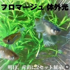 ★フロマージュ体外光1ペア★夢中めだかブリード個体！