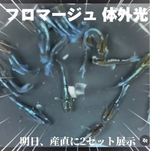 ★フロマージュ体外光1ペア★夢中めだかブリード個体！