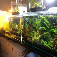 無料です‼️ミナミヌマエビ　今も増え続けてます💧の画像