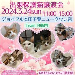 📢ねこけん千葉支部出張保護猫譲渡会開催しま～す❗