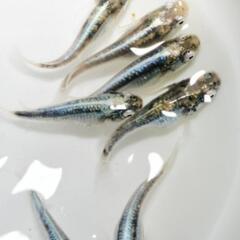 【本家】緑光系鋼メダカ店頭販売‼️名古屋改良めだか直売所！ ＮＭＢ