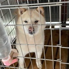 柴犬見習いブリーダー募集中 - その他