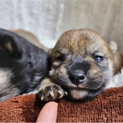 柴犬見習いブリーダー募集中 - 福山市