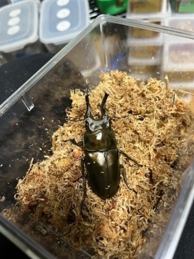 ローゼンベルグオウゴンオニクワガタ