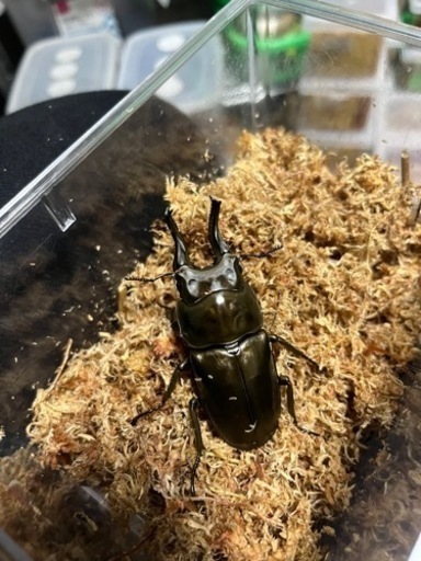 ローゼンベルグオウゴンオニクワガタ