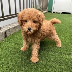 プードル　とても甘えたな子犬　２か月